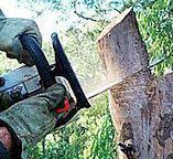  Hawthorne, NJ Tree Removal Pros