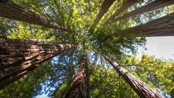 Best Emergency Tree Removal  in Hawthorne, NJ